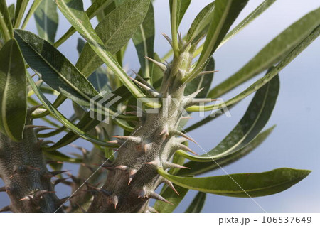 パキポディウムデンシフローラム パキポディウムデンシフローラム 106537649