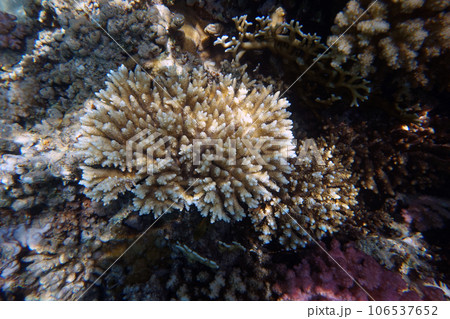 coral reef in Egypt, Makadi Bay 106537652