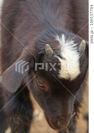 ヤギの赤ちゃん 106537704