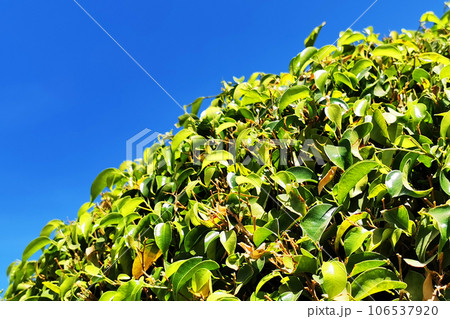 ficus benjamina texture 106537920