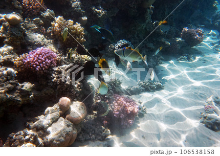 coral reef in Egypt in Hurghada coral reef in Egypt in Hurghada 106538158
