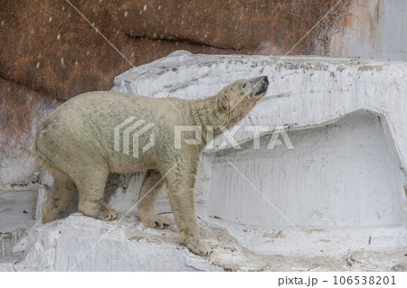 ホッキョクグマ 天王寺動物園 ホッキョクグマ 天王寺動物園 106538201