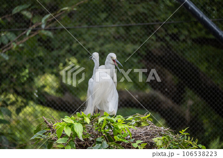 シラサギ 天王寺動物園 鳥の楽園 シラサギ 天王寺動物園 鳥の楽園 106538223