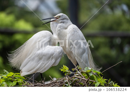 シラサギ 天王寺動物園 鳥の楽園 シラサギ 天王寺動物園 鳥の楽園 106538224