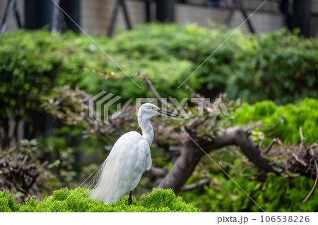 シラサギ　天王寺動物園　鳥の楽園 106538226