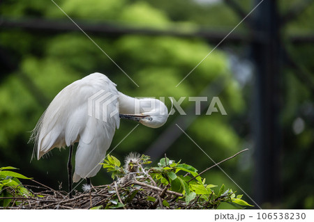 シラサギ 天王寺動物園 鳥の楽園 シラサギ 天王寺動物園 鳥の楽園 106538230