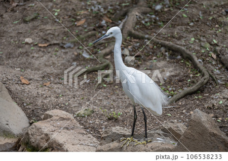 シラサギ 天王寺動物園 鳥の楽園 シラサギ 天王寺動物園 鳥の楽園 106538233