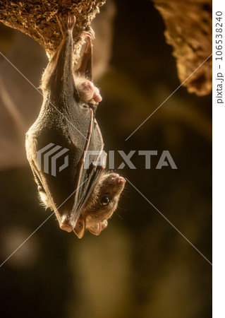 エジプトルーセットオオコウモリ 天王寺動物園 夜行性動物舎 エジプトルーセットオオコウモリ 天王寺動物園 夜行性動物舎 106538240