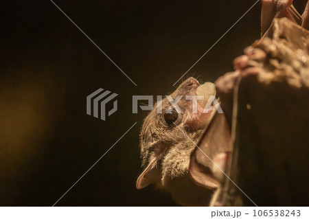 エジプトルーセットオオコウモリ　天王寺動物園　夜行性動物舎 106538243