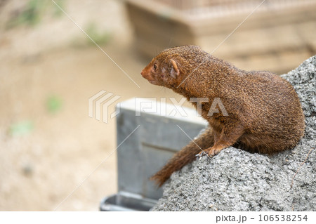 コビトマングース　天王寺動物園 106538254