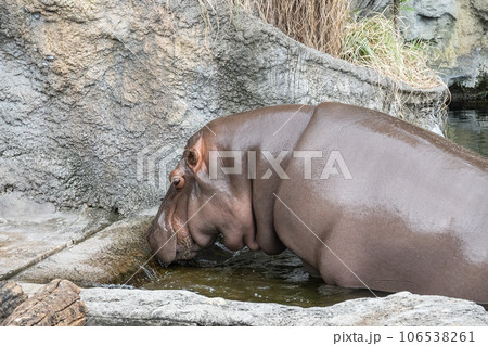 カバ 天王寺動物園 カバ 天王寺動物園 106538261