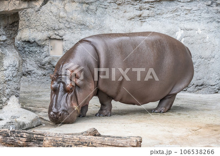 カバ 天王寺動物園 カバ 天王寺動物園 106538266
