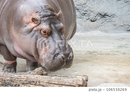カバ　天王寺動物園 106538269