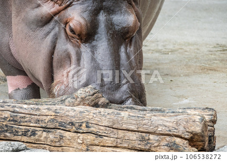 カバ 天王寺動物園 カバ 天王寺動物園 106538272