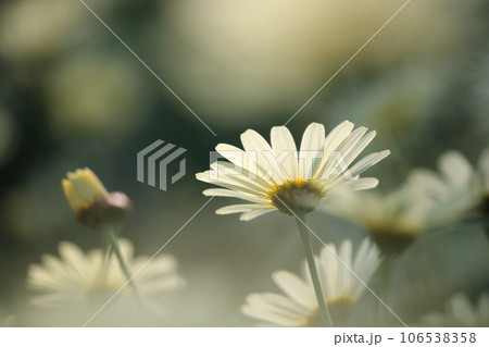 ふんわりとした花畑 106538358