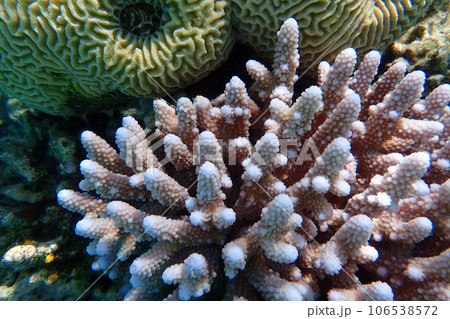 detail of coral in the Egypt detail of coral in the Egypt 106538572