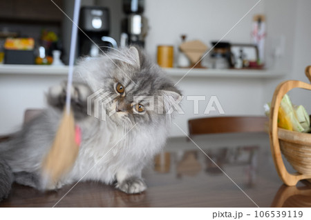 テーブルの上の子猫_ラガマフィン生後5か月 テーブルの上の子猫_ラガマフィン生後5か月 106539119