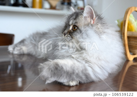 テーブルの上の子猫_ラガマフィン生後5か月 テーブルの上の子猫_ラガマフィン生後5か月 106539122
