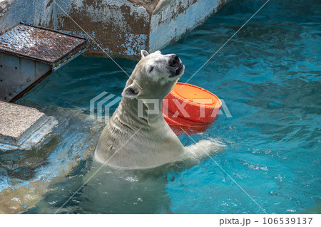 ホッキョクグマ 天王寺動物園 ホッキョクグマ 天王寺動物園 106539137