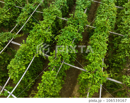 Green chinese yam plants in growth at farm 106539167
