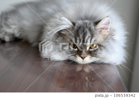テーブルの上の子猫_ラガマフィン生後5か月 テーブルの上の子猫_ラガマフィン生後5か月 106539342