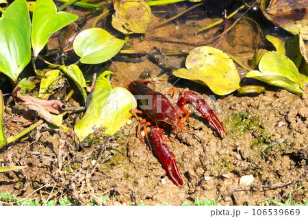鳩山町の水田地帯に生息するアメリカザリガニの生態写真 鳩山町の水田地帯に生息するアメリカザリガニの生態写真 106539669