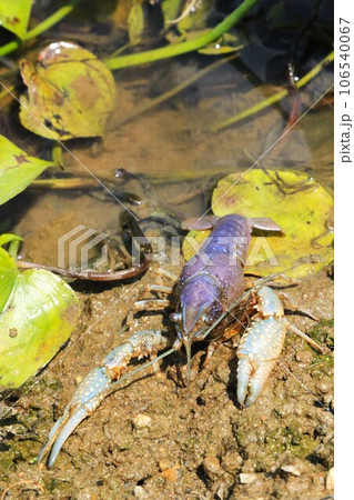 鳩山町の愛郷の里の水田地帯に生息するアルビノのザリガニの生態写真 鳩山町の愛郷の里の水田地帯に生息するアルビノのザリガニの生態写真 106540067