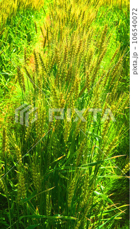 東京都足立区の都市農業公園の小麦畑の風景 106540072