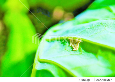 小松菜の葉の裏につけられたヨトウガの黄色の饅頭型の卵塊 106540367