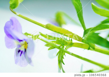 白背景にビオラの花の茎についた若齢のシロイチモジヨトウ 106540368