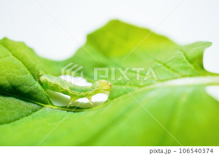 ホワイトバックに体を伸ばして小松菜の葉を食べる緑色のシロイチモジヨトウの幼虫 106540374