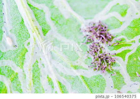 ハモグリバエの被害に遭った小松菜の葉を集団で食害する孵化したばかりのヨトウムシの幼虫の群れ ハモグリバエの被害に遭った小松菜の葉を集団で食害する孵化したばかりのヨトウムシの幼虫の群れ 106540375