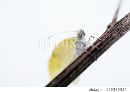 白バックに細い枯れ枝に捉まって羽を乾かす羽化したてのモンシロチョウ 106540383