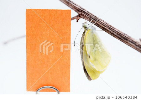 白バックに枝にぶら下がる翅の乾かない羽化直後のモンシロチョウと橙色のメッセージスペースのモックアップ 106540384