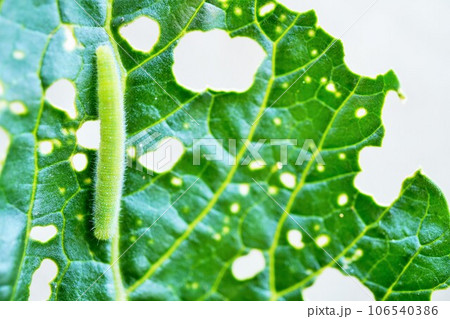 白背景にアブラナ科の小松菜を食べたモンシロチョウの緑の幼虫と虫食い状態の葉 106540386