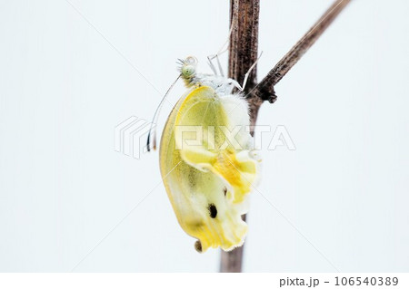 白背景に細い枯れ枝を上る翅がしわしわな羽化不全のモンシロチョウのアップ 白背景に細い枯れ枝を上る翅がしわしわな羽化不全のモンシロチョウのアップ 106540389