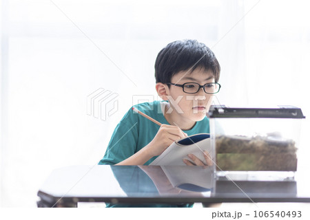 昆虫観察する小学生の男の子 106540493