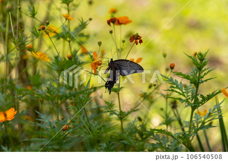 キバナコスモスの花にとまるクロアゲハ 106540508