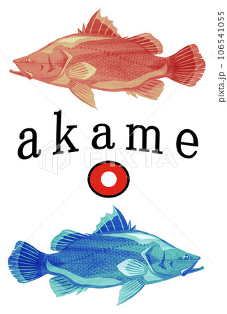 アカメ魚イラスト 106541055