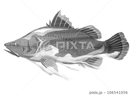 シンプルな魚イラストのアカメ 106541056