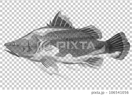 シンプルな魚イラストのアカメ 106541056