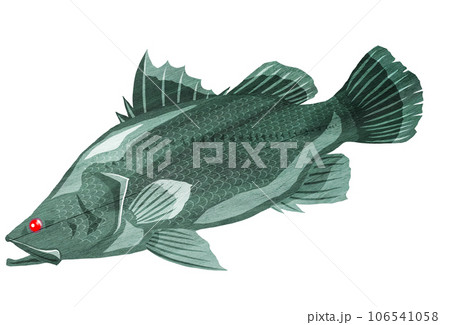 大型魚のアカメのイラスト 106541058