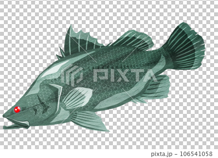 大型魚のアカメのイラスト 106541058