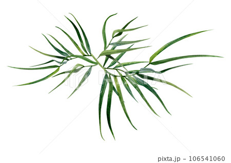 Abstract bamboo branches with leaves watercolor illustration. Tropical nature hand drawn clipart for Asian culture designs 106541060