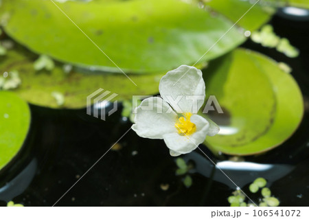 野池に浮葉植物トチカガミの可憐な白い花が咲く（マクロレンズ使用・自然光・接写写真） 106541072