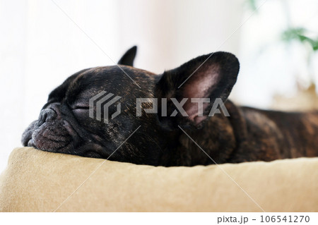 暖かい日差しの窓際で穏やかに昼寝をするフレンチブルドッグ 106541270