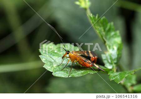 青葉の上に交尾器を上げるベッコウシリアゲのオス（マクロレンズ使用・ストロボ＋自然光・接写写真） 106541316