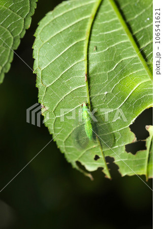 森の中、青葉の裏に隠れるヨツボシクサカゲロウの成虫(マクロレンズ使用・ストロボ+自然光・接写写真) 森の中、青葉の裏に隠れるヨツボシクサカゲロウの成虫(マクロレンズ使用・ストロボ+自然光・接写写真) 106541621