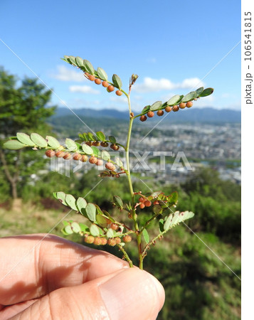 道端や畑に多く見られる雑草「コミカンソウ」:実が成った状態 道端や畑に多く見られる雑草「コミカンソウ」:実が成った状態 106541815