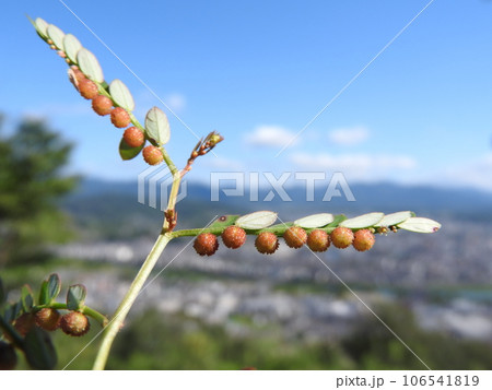 道端や畑に多く見られる雑草「コミカンソウ」の実 106541819